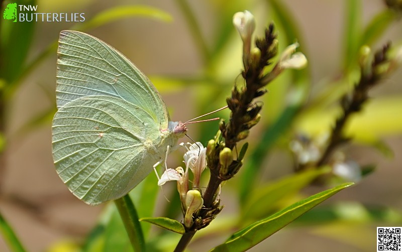 Mottled Emigrant